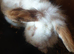 White brown rabbit for sale