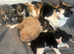 Half maincoon kittens