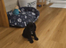 9 week old KC registered cocker spaniel puppy
