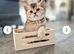 Champion bloodline, pedigree, health tested BSH kittens