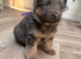Blue & Tan GSD