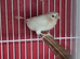 This years baby bengaliese finches