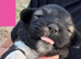6 stunning puppies for sale ready to leave 17th August.