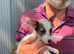3 Little Jack Russell Puppies for sale