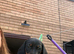 Miniature dachshund