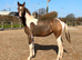 2025 Buckskin Tobiano Gelding