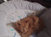 Maine Coon kittens