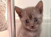 Adorable, healthy kittens looking for their forever homes! ️