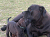Cane Corso x Dogue de Bordeaux READY NOW