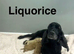 Liquorice last apricot girl ready for her forever home