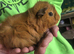 Various piggies bonded or single