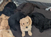 F1b labradoodles for sale