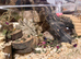 Hamster and enclosure