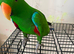 Male Eclectus Glasgow