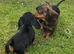 Quality KC / PRA clear Miniature Dachshunds from licensed breeders.