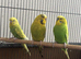 Baby Budgies &pound;75 a pair