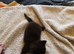 3 kittens looking for forever homes