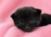 Beautiful kitten