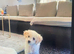 Bichon frise