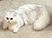 GCCF Active British Shorthair Adult Cats