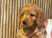 Cockerpoo puppies for sale