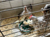Small Sarama chicken and chicks
