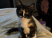 Tortoiseshell girl looking for her forever home