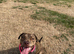 Rottweiler cross