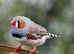 Male zebra finch and his 2 babies which i believe are boys