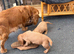 Cocker spaniel puppies