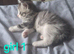 Beautiful 8-Week-Old Kittens Looking for Their Forever Homes