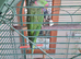 Alexandrine Parakeet