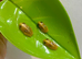 Baby red eye tree frogs
