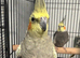 Various Stunning Young Cockatiels