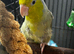 Beautiful female parrotlet