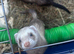 2 female ferrets
