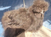 Black USA bearded silkie cockerel available