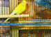 Young budgies