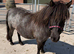 Black roan Standard Mare