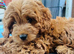 3 little CAVAPOOS LEFT