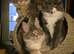 Maine Coon TICA registered Champiom Bloodline Kittens for Sale