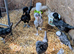 Polish Growers for sale