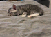 3 beautiful kittens