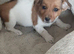 *last little boy* stunning Jack Russell pup