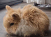 Adorable brown and white Mini Lion Lop