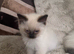 2 beautiful pure Ragdoll kittens (price is for both!)
