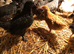 11 week old pullets