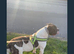 American bulldog female