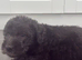 Bedlington terrier puppies