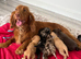 Cocker spaniel puppy’s